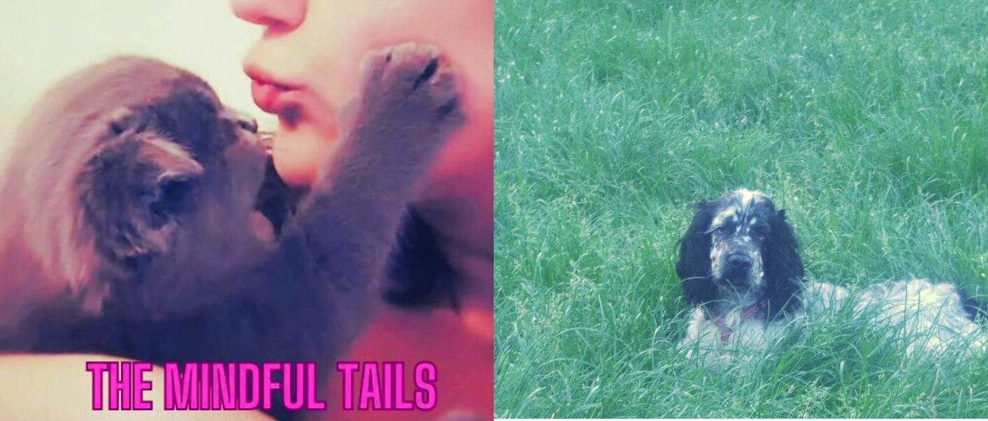 The Mindful Tails